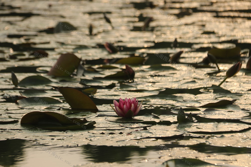 立夏  睡莲  莲花  荷叶