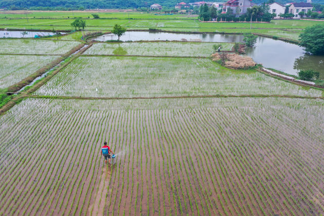 立夏 收油菜 农事 衡阳