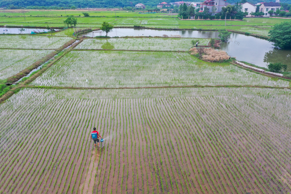 立夏 收油菜 农事 衡阳