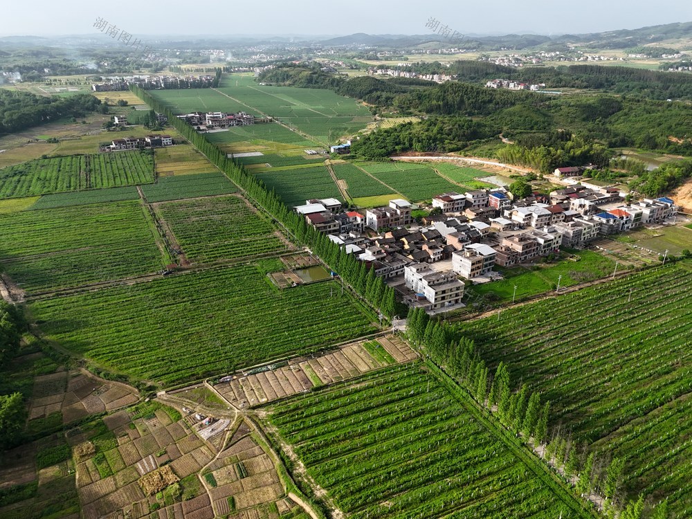 农村公路  农民增收  田野
田园风光