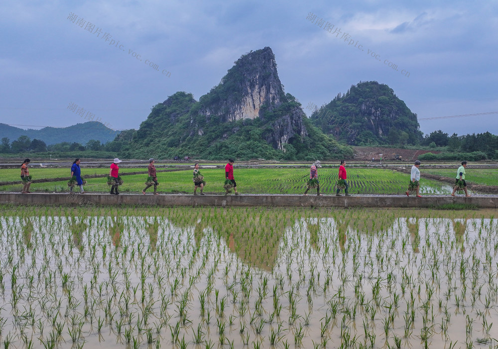 早稻
立夏
道县