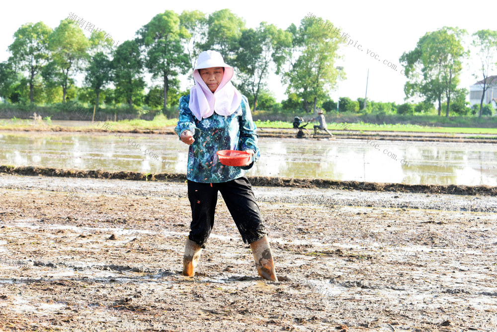 立夏  水稻生产  一季杂交稻  耕整机