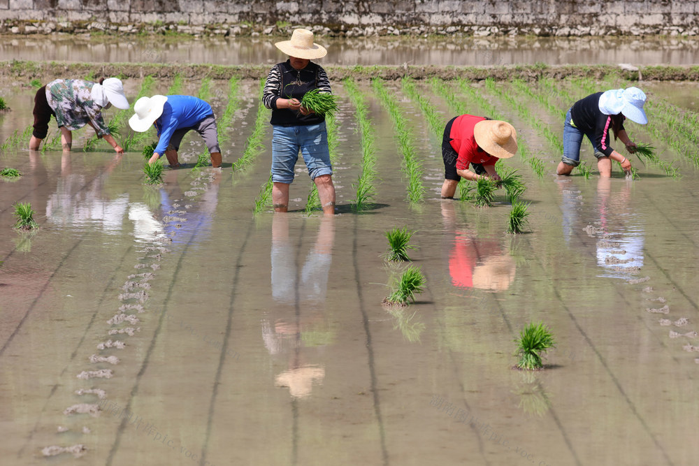湖南，龙山，节气，立夏，农事，插秧，耕作