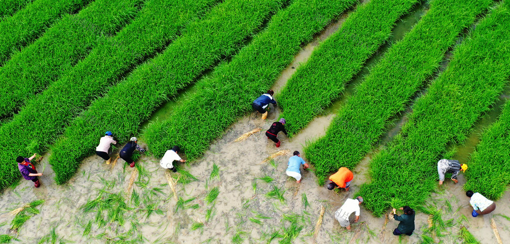 嘉禾：立夏至  农事忙