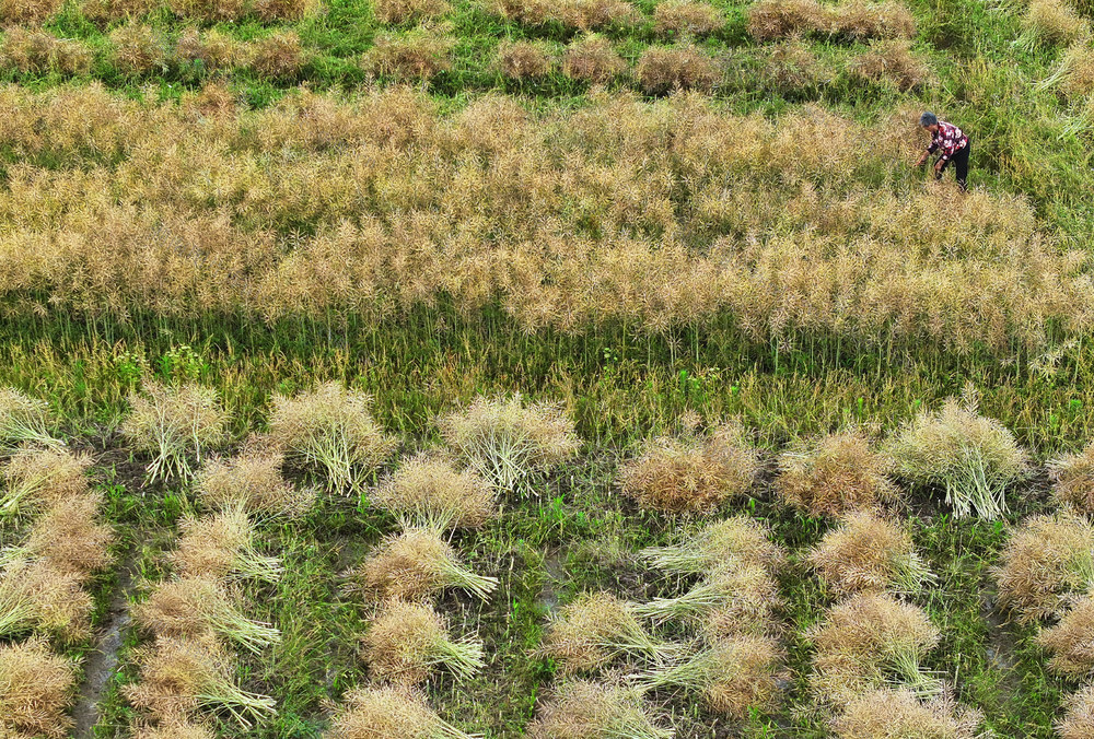 立夏 收割 油菜 农事 农时
