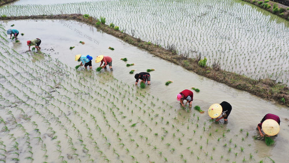 嘉禾：互帮互助插秧忙