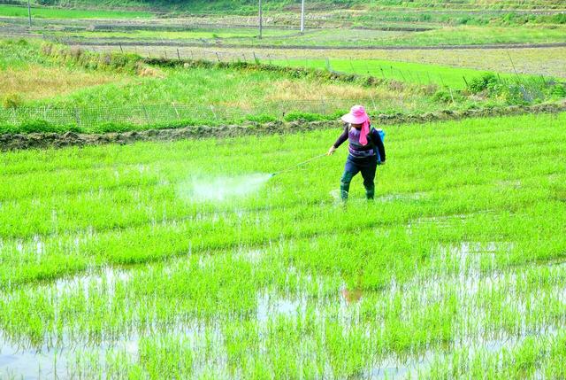 病虫  管护 发生