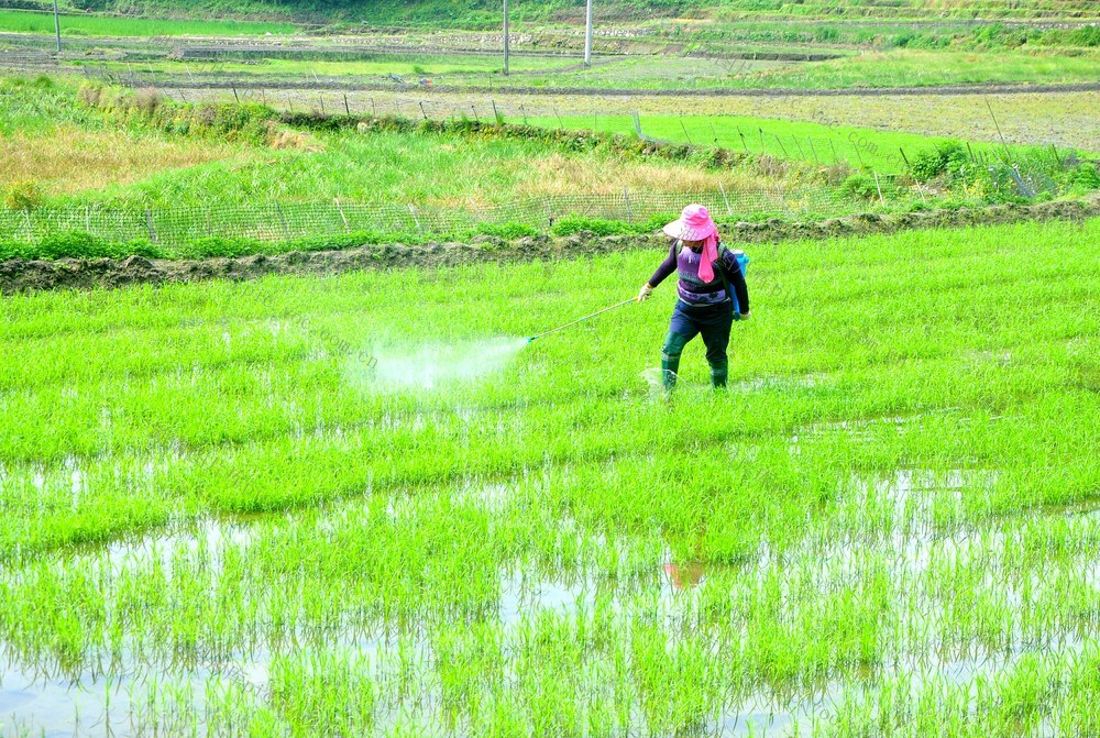 病虫  管护 发生