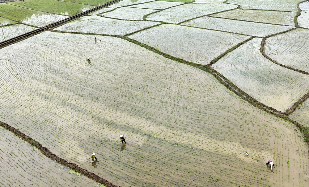 立夏时节 早稻插秧 农业产业 农事忙 助农增收 