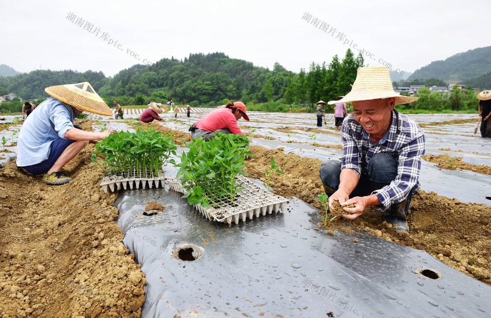 辣椒 移栽 产业 祭奠 农民 基地