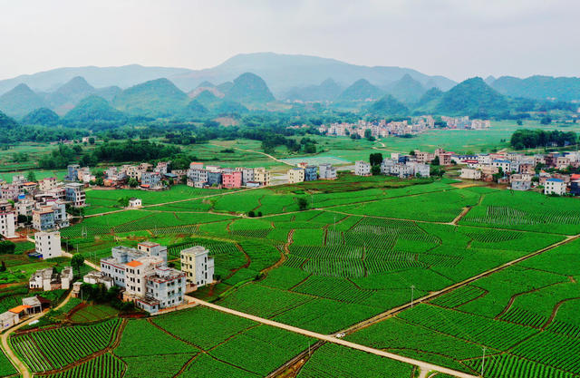 嘉禾：初夏乡村田园美