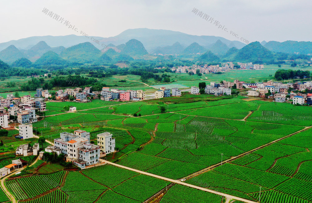 嘉禾：初夏乡村田园美