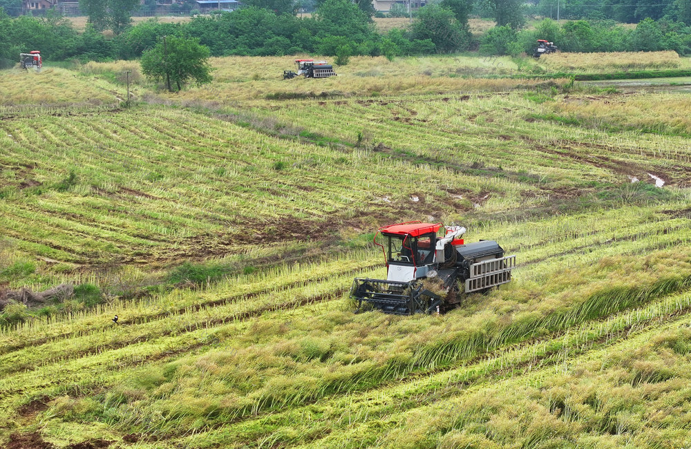 油菜 采收 轮作