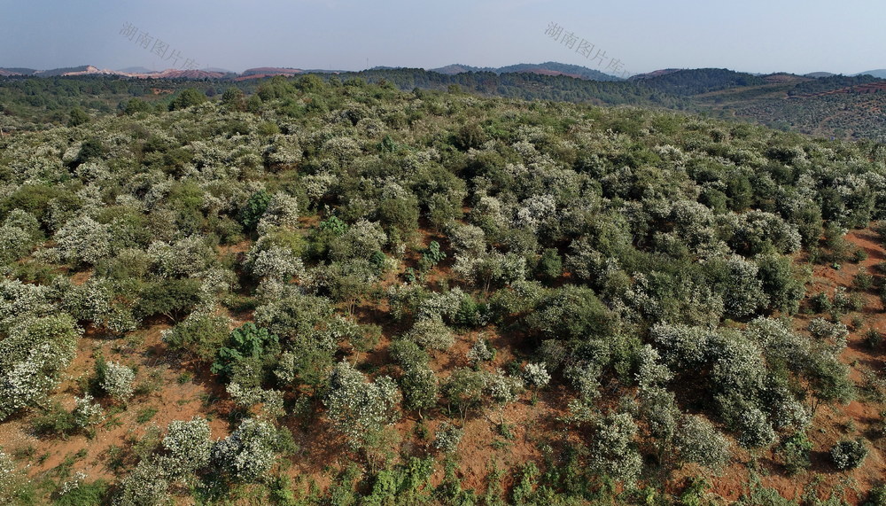 油茶 特色小镇  茶花