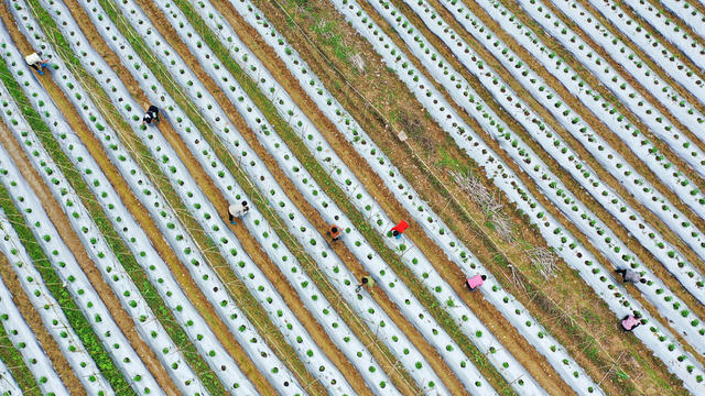 湖南新田：“城郊经济”促农增收