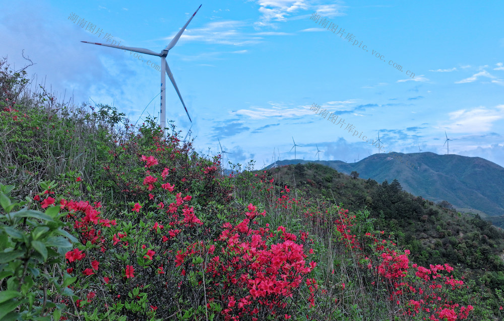 湖南桂东 万洋山 杜鹃红