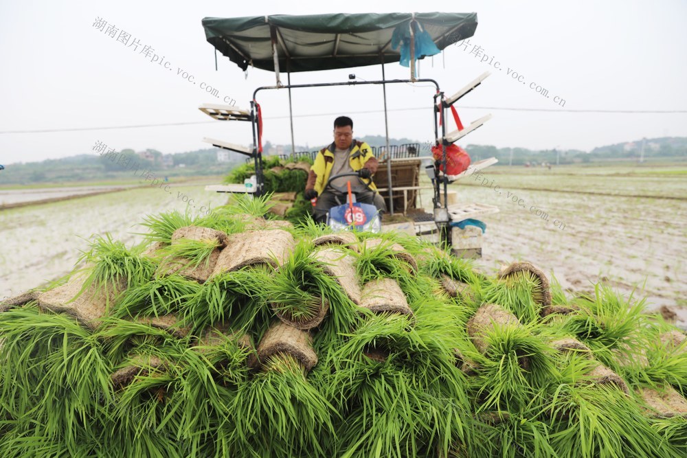 油菜 早稻 轮作