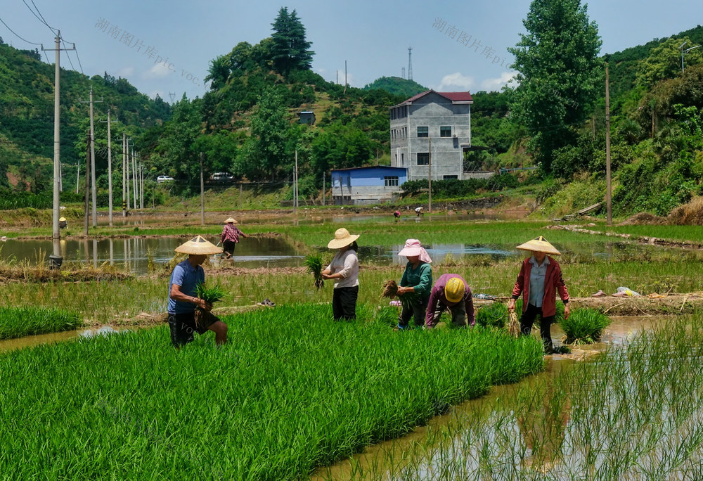 苗乡田间 插秧忙