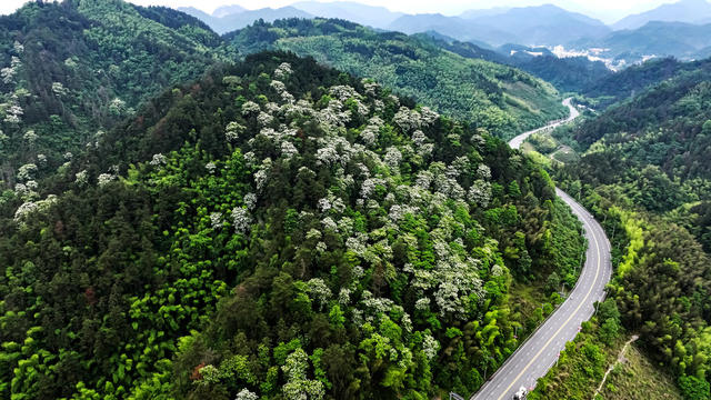 千年桐 花 森林 美景