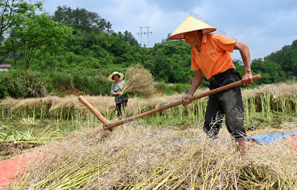 油菜，收割，分离菜籽，农时，油稻轮作，收获，田间，农民，丰产，增收 农业