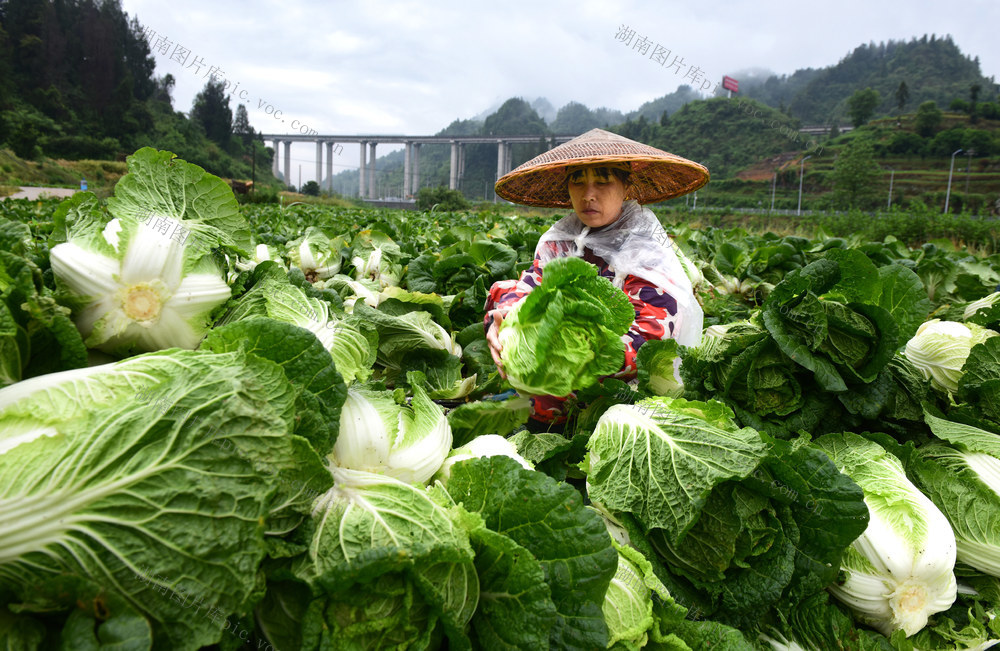 蔬菜 订单 白菜 农民 采收 增收