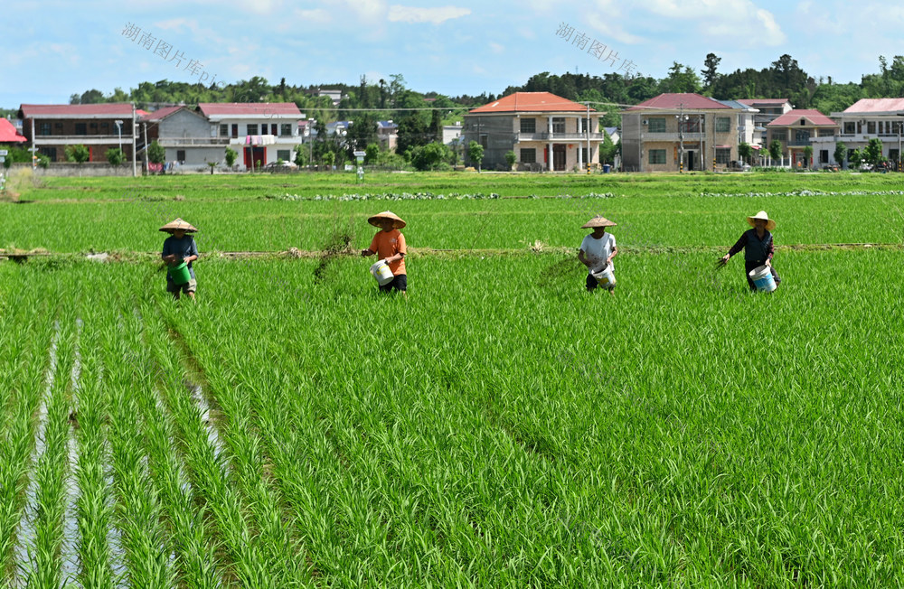 水稻，粮田，田间管理，施肥，粮食生产，基础，水田，早稻，农时，农业，农村