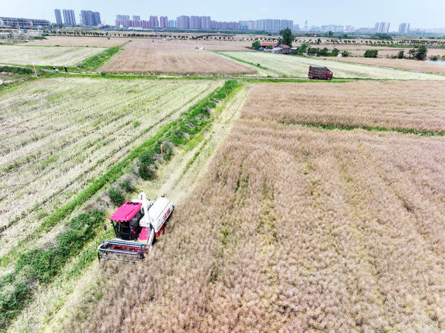 经济  农业  油菜种植  机收  一季稻