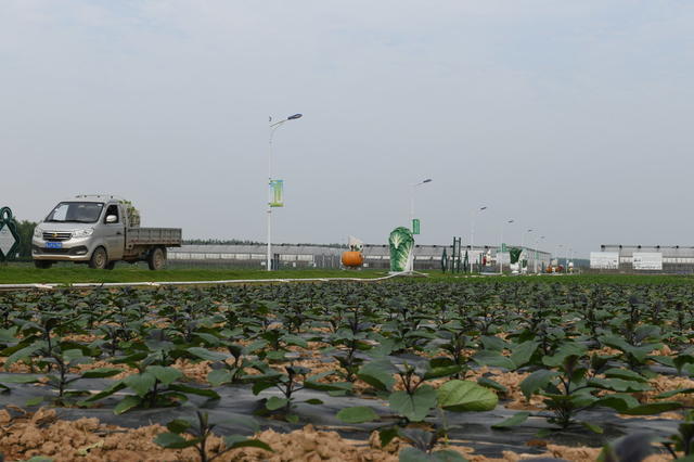 农业  新质生产力  蔬菜  大湾区市场  汉寿县