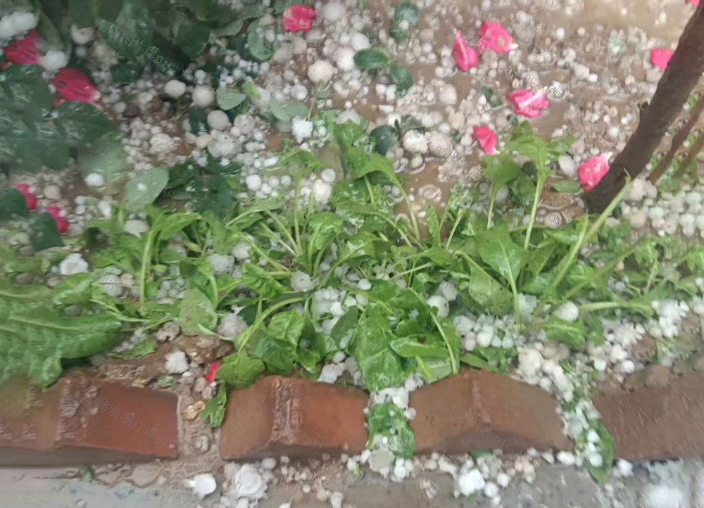 冰雹 强降雨 干巴巴 强对流天气 小麦生产大县 基本农田保护区 中国小麦第一县