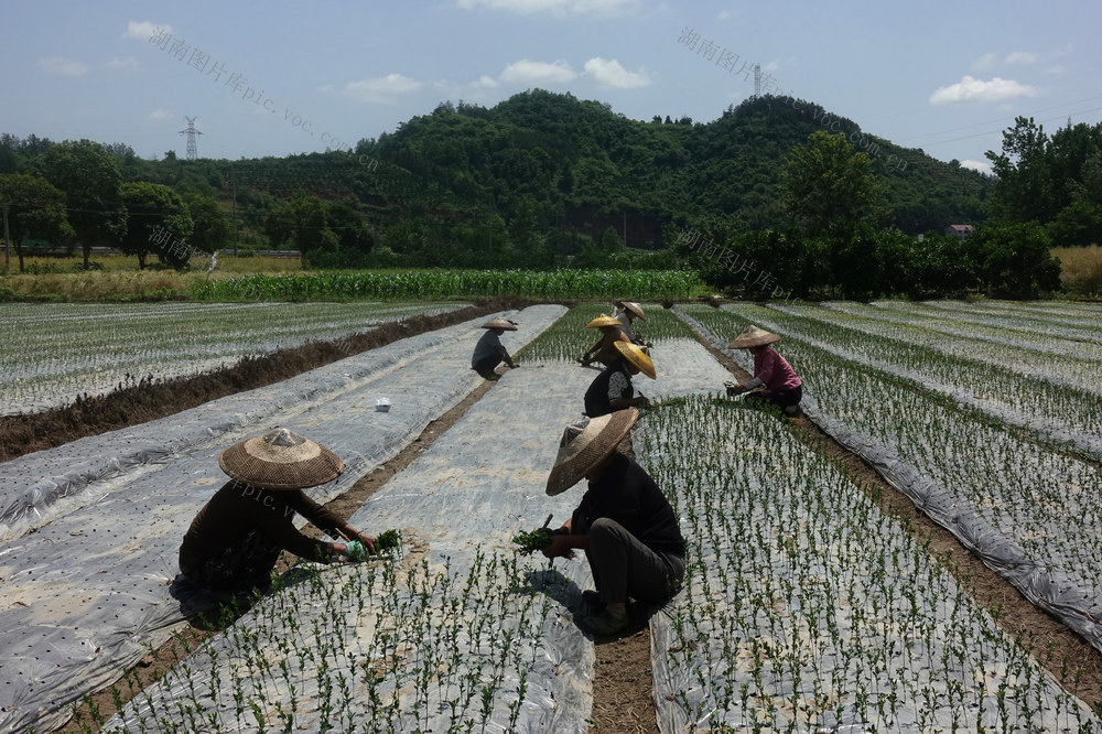 柑橘 培管 正当时