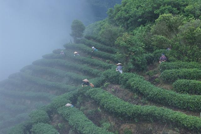茶叶、采茶、农业、产业、劳动