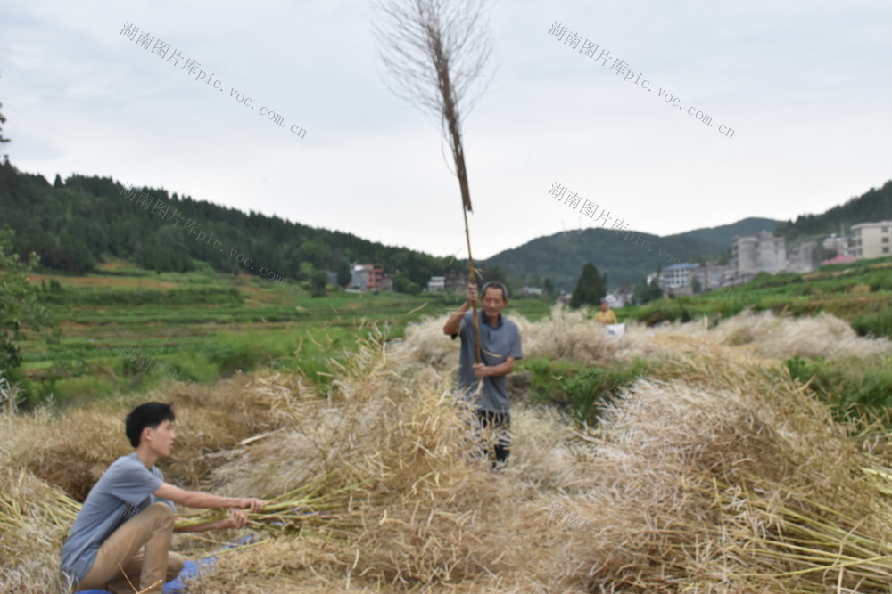 抢农时 收油菜