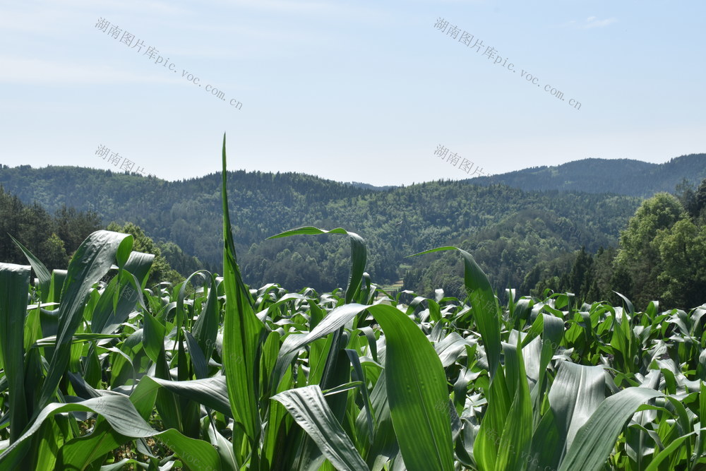绿意绽放乡村美