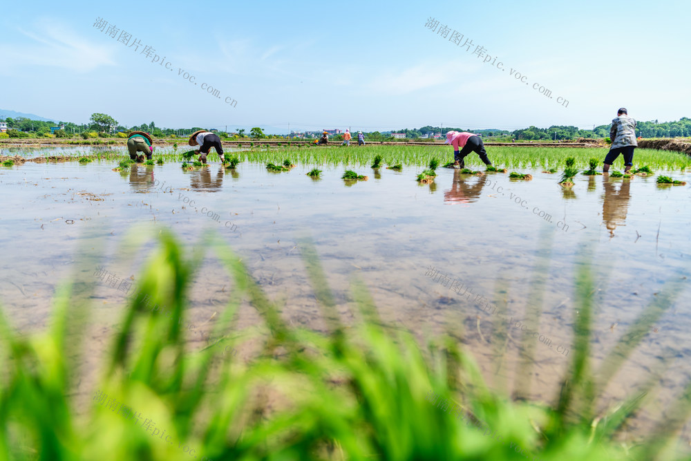 粮食生产  中稻  插秧