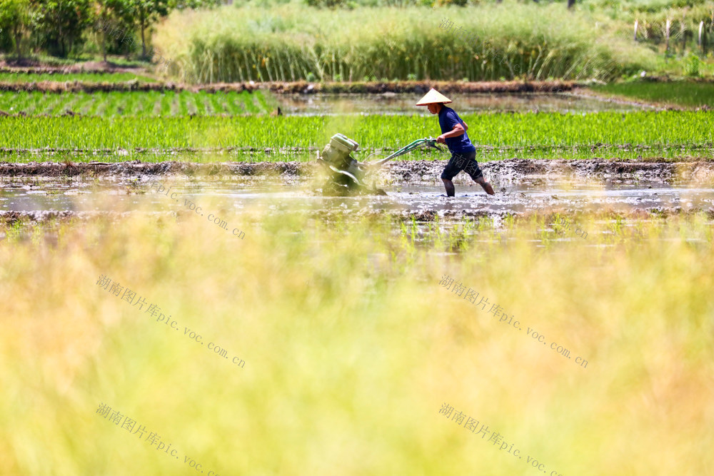 湖南，湘西，立夏后，农事，耕作，插秧，备田