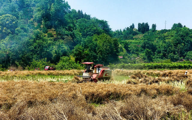 机械化 助力 收获油菜籽
