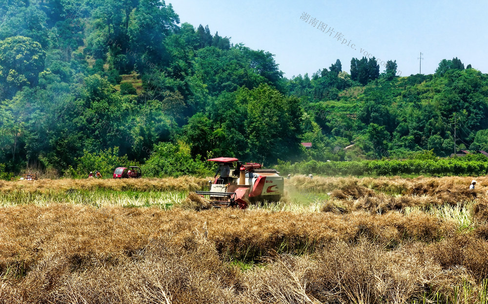 机械化 助力 收获油菜籽