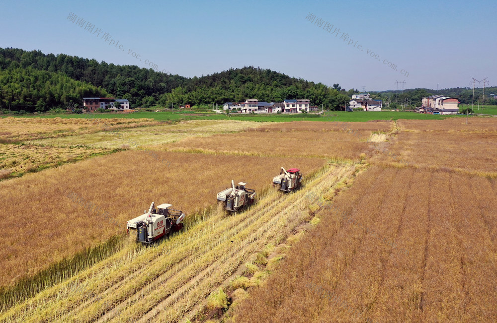收割   稻油轮作  增收  乡村振兴