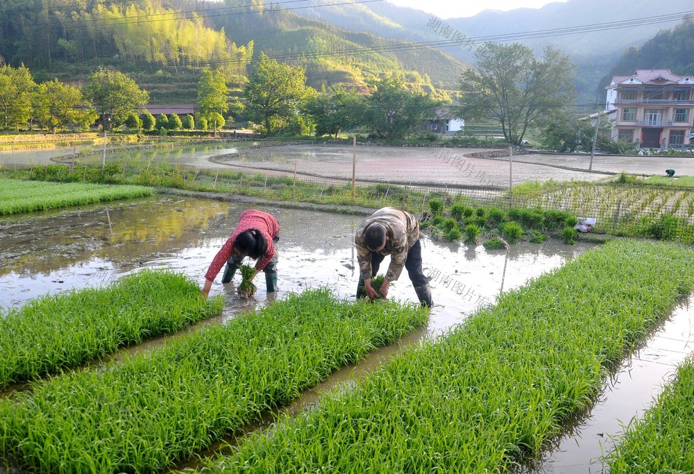 中稻秧 村民 抢插