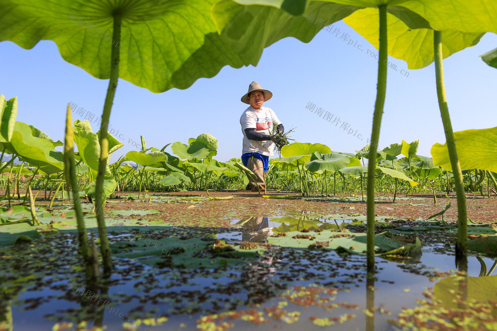 湖南，龙山，莲藕，管护，施肥，杀虫，除草，丰收