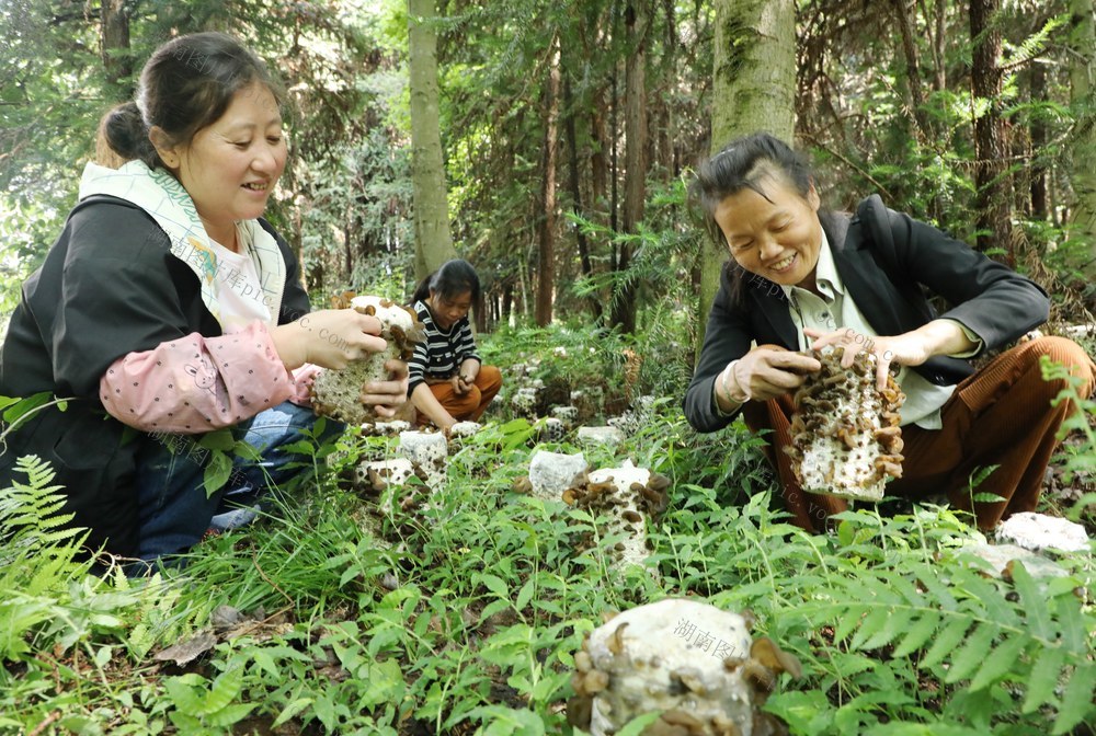  林下经济促农增收
