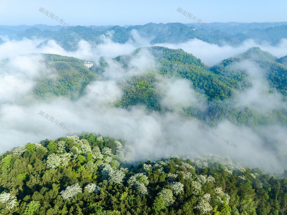 吉首市红山国有林场 油桐花 青山 晨雾 绿色生态