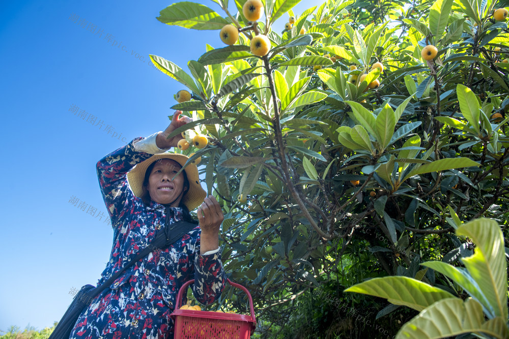 娄底 枇杷 丰收  休闲农业 旅游