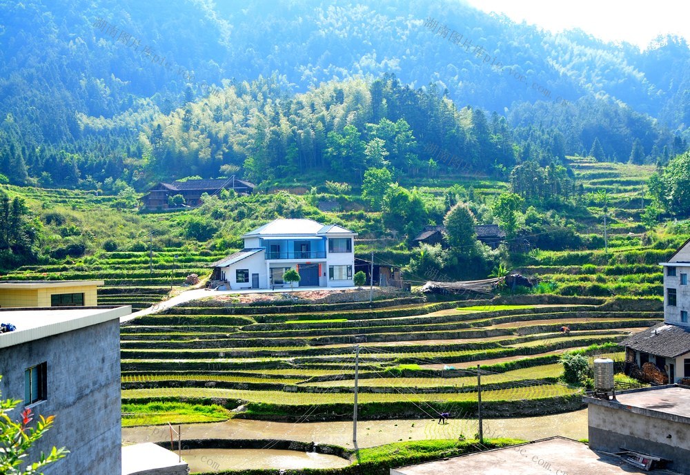 村庄 梯田  春插