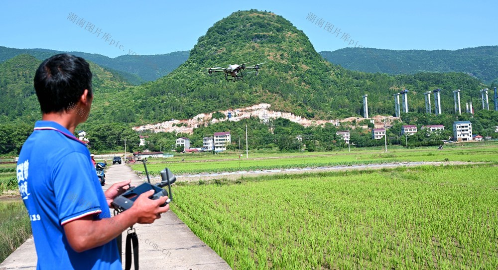 无人机喷洒农药 科技助力水稻生产