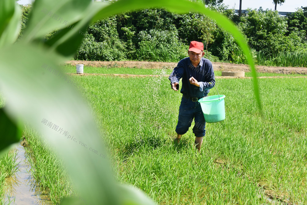 粮食生产  早稻  大田培管  化肥追施