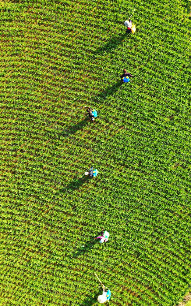 嘉禾：早稻田间管护忙