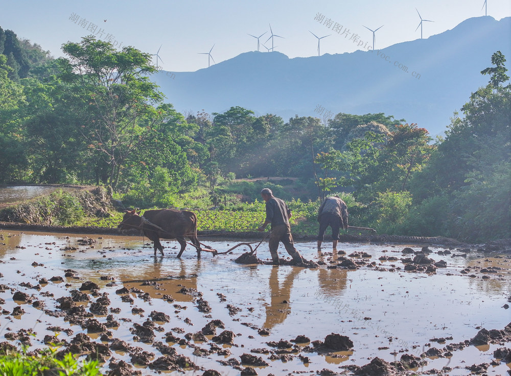 早稻
道县
瑶乡
