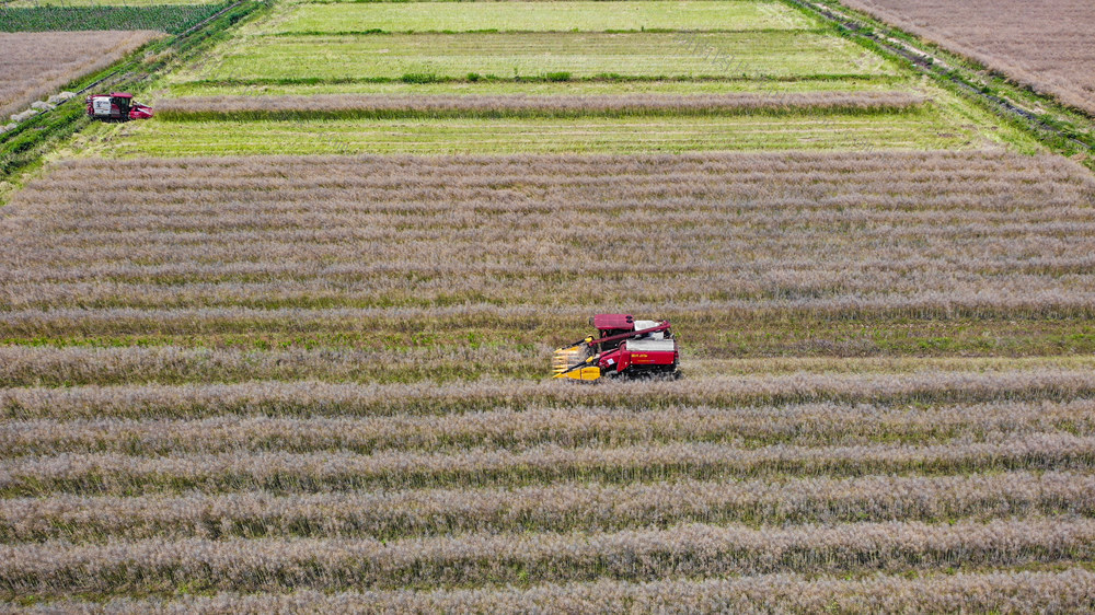 油菜 收割 丰收 木塘垸