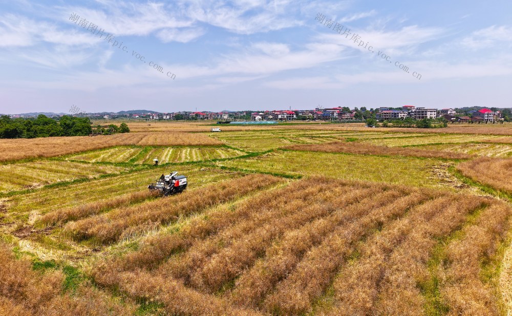 油菜  抢收  收割  农户  农机